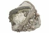 Fossil Crinoid (Gilbertsocrinus) - Crawfordsville, Indiana #197655-1